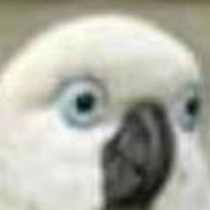 Meet your Posher, Ethan